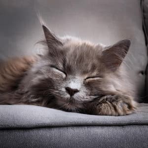 Melodías Felinas: Melodías Elegantes Para Gatos - Jardín Sonoro