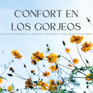 Confort En Los Gorjeos: Pájaros Calmantes Y Sonidos Relajantes Para Gatos Relajados - Pájaros y Pajaritos