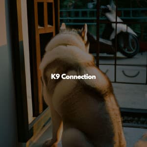 K9 Connection - Jazz Relax Office