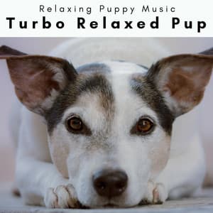 4 Paws: Turbo Relaxed Pup - Relaxing Puppy Music