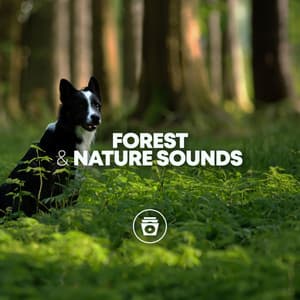 Forest & Nature Sounds - Dog Sounds