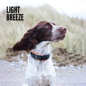Light Breeze - Dog Sounds