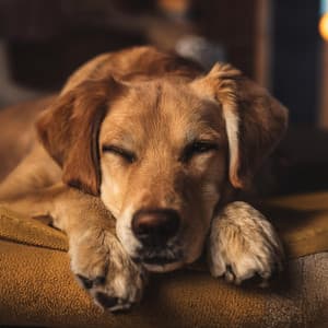 Coros Caninos: Música Para La Relajación De Los Perros - Música feliz de la mañana