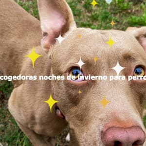 Acogedoras noches de invierno para perros - Saturday Morning Playlist