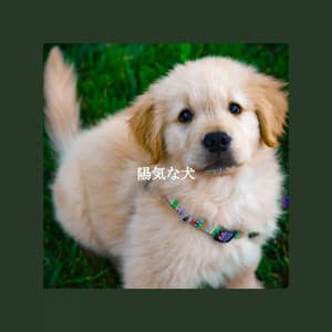 陽気な犬 - Wine Bar Music