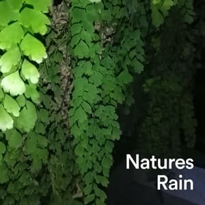 Natures Rain - Sons da natureza HD