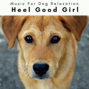 4 Paws: Heel Good Girl - Music For Dog Relaxation