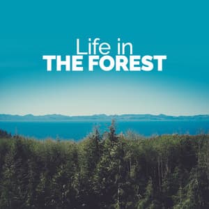 Life in the Forest - Relaxing Nature Ambience
