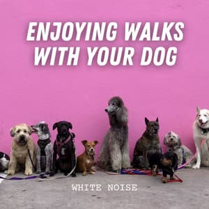 White Noise: Enjoying Walks with Your Dog - White Noise Healing Method