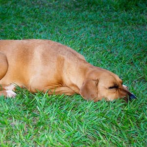 Doggy Dreams: Nature's Crickets and Crystal Singing Bowl Serenity - Forest Crickets