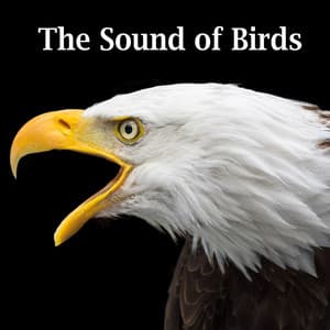 The Sound of Birds - Sound Effects Factory