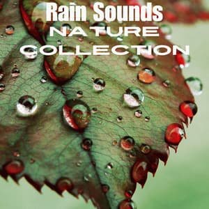Rainy Days - Rain Sounds Nature Collection