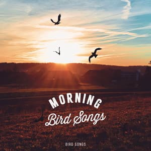 Morning Bird Songs - Bird Songs