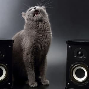 Cat Nap Serenitas: Music For Restful Sleep - Regain Peace Of Mind