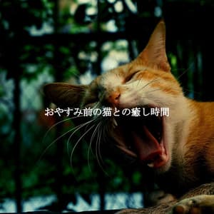 おやすみ前の猫との癒し時間 - Dîner Jazz