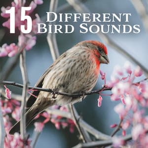 15 Different Bird Sounds: Nature Park, Music for Reiki Meditation and Relaxation in the Wild Nature - Relaxing Nature Sounds Collection