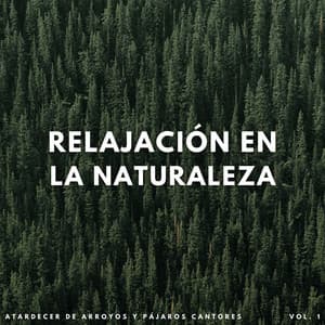 Relajación En La Naturaleza: Atardecer De Arroyos Y Pájaros Cantores Vol. 1 - Arroyos y niebla