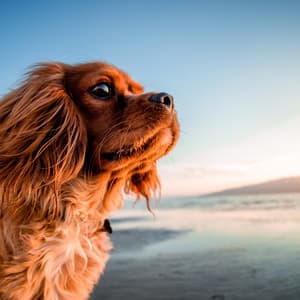 Canine Chorus by the Ocean: Music for Stress Relief - Relaxing Music for Dogs