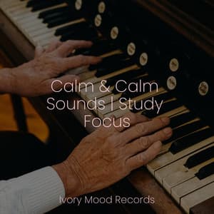 Calm & Calm Sounds | Study Focus - Ivory Mood