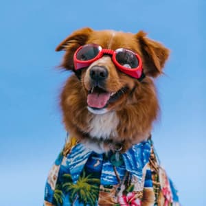 Feelings for Good Times with Dog - Relax My Puppy