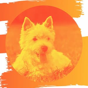 Music for Sleepy Pups - Trumpet Jazz - Music for Dogs Playlist