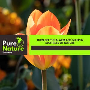 Turn Off the Alarm and Sleep in Mattress of Nature - Nature Field Recordings