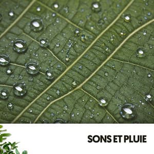 Sons et Pluie : Mélodies Aquatiques de la Nature - Cat Music