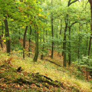 ! ! ! ! ! ! Paz na Floresta Linda e Verde - Alan Baratieri
