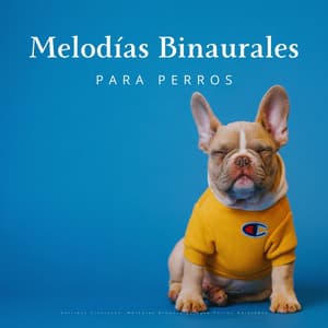 Aullidos Lluviosos: Melodías Binaurales Para Perros Relajados - Movimientos Binaurales