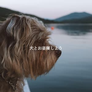 犬とお昼寝しよう - Separation Anxiety Dog Music