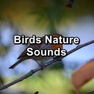 Birds Nature Sounds - Birds