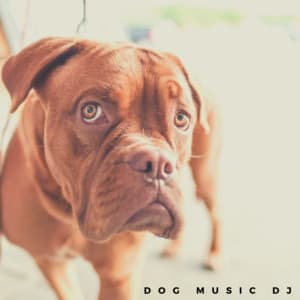 Paws and Play - Dog Music DJ