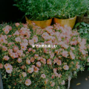 家で自然を楽しむ - Easy Morning Music