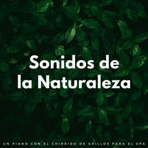 Sonidos De La Naturaleza: Un Piano Con El Chirrido De Grillos Para El Spa - Grillos del bosque