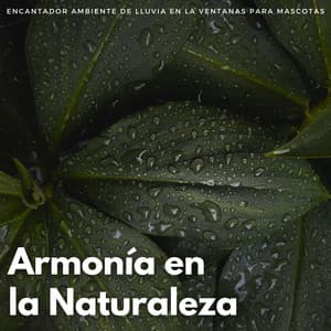 Armonía En La Naturaleza: Encantador Ambiente De Lluvia En La Ventanas Para Mascotas - Lofi Relájate