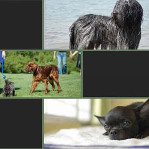 Guitar Pop - Ambiance for Sweetest Dogs - Dog Sleep Dreams