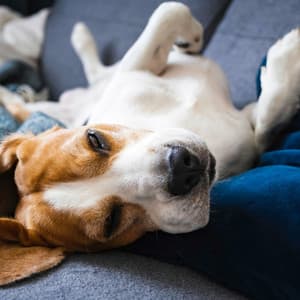 Dogs' Relaxing Music: Gentle Harmonies - Instrumental Dog Music