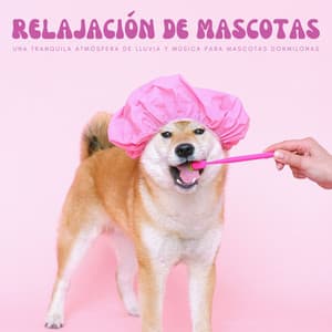 Relajación De Mascotas: Una Tranquila Atmósfera De Lluvia Y Música Para Mascotas Dormilonas - Relaja a mi cachorro