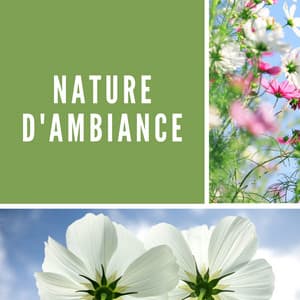 Nature d'ambiance - Club de Détendre Tibétain