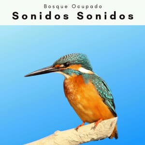 A h o r a: Sonidos Sonidos - Bosque Ocupado