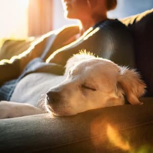 Armonía Para Mascotas: Canciones Calmantes - Ballenas sónicas