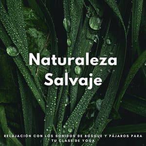 Naturaleza Salvaje: Relajación Con Los Sonidos De Bosque Y Pájaros Para Tu Clase De Yoga - Pájaros y Pajaritos