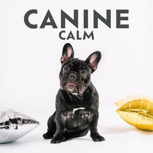 Canine Calm: Pet Hz Therapy for Anxiety Relief, Harmony and Peace, Animal Reiki - John Hz Doctor