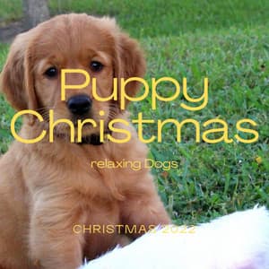 2022 Puppy Christmas - Dog Relax