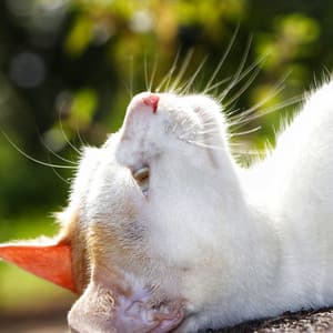 Dreamy Cat Days with Ambient Rain - Calm Rain Sounds