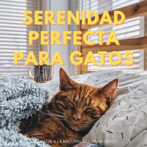 Serenidad Perfecta Para Gatos: Escapada A La Naturaleza Para Gatos - Resplandor de la naturaleza