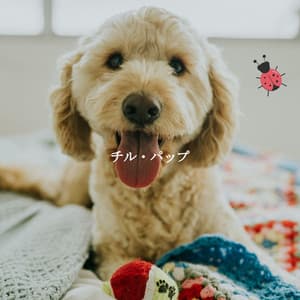 チル・パップ - Smooth Jazz Radio