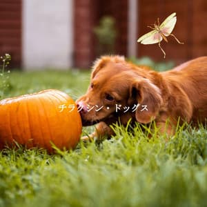 チラクシン・ドッグス - Bossa Cafe Deluxe