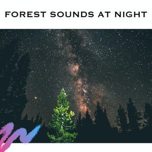 Forest Sounds at Night - ASMR Earth