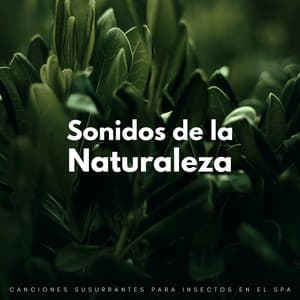 Sonidos De La Naturaleza: Canciones Susurrantes Para Insectos En El Spa - La naturaleza llama